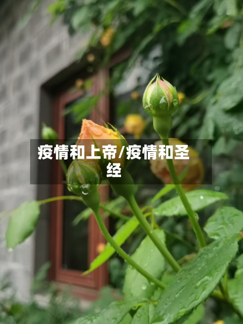 疫情和上帝/疫情和圣经