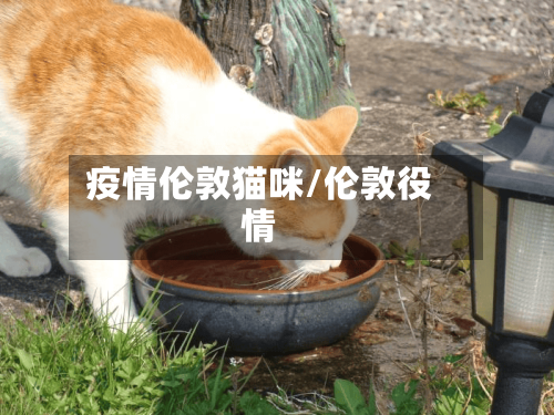 疫情伦敦猫咪/伦敦役情-第2张图片