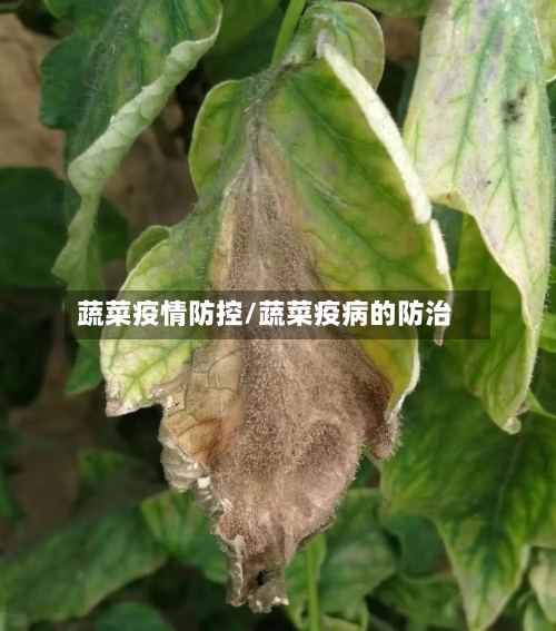 蔬菜疫情防控/蔬菜疫病的防治-第3张图片
